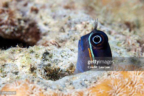 blenny - blenny stock pictures, royalty-free photos & images
