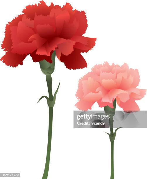 335点のカーネーションイラスト素材 Getty Images 335点のカーネーションイラスト素材 Getty Images