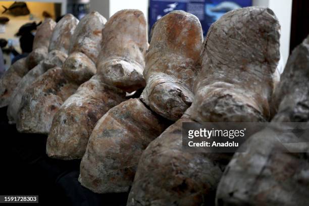 View of fossilized remains of the colossus Perucetus, a primitive cetacean belonging to the Basilosauridae family that lived 39 million years ago...