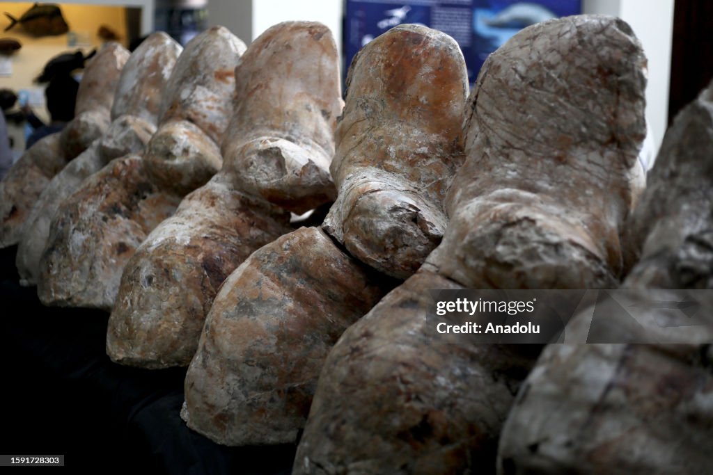 Colossus Remains A view of fossilized remains of the colossus Perucetus, a primitive ...
