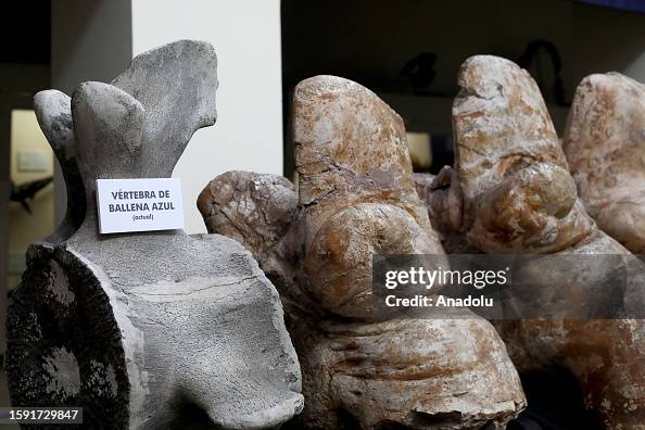Colossus Remains A view of fossilized remains of the colossus Perucetus, a primitive ...