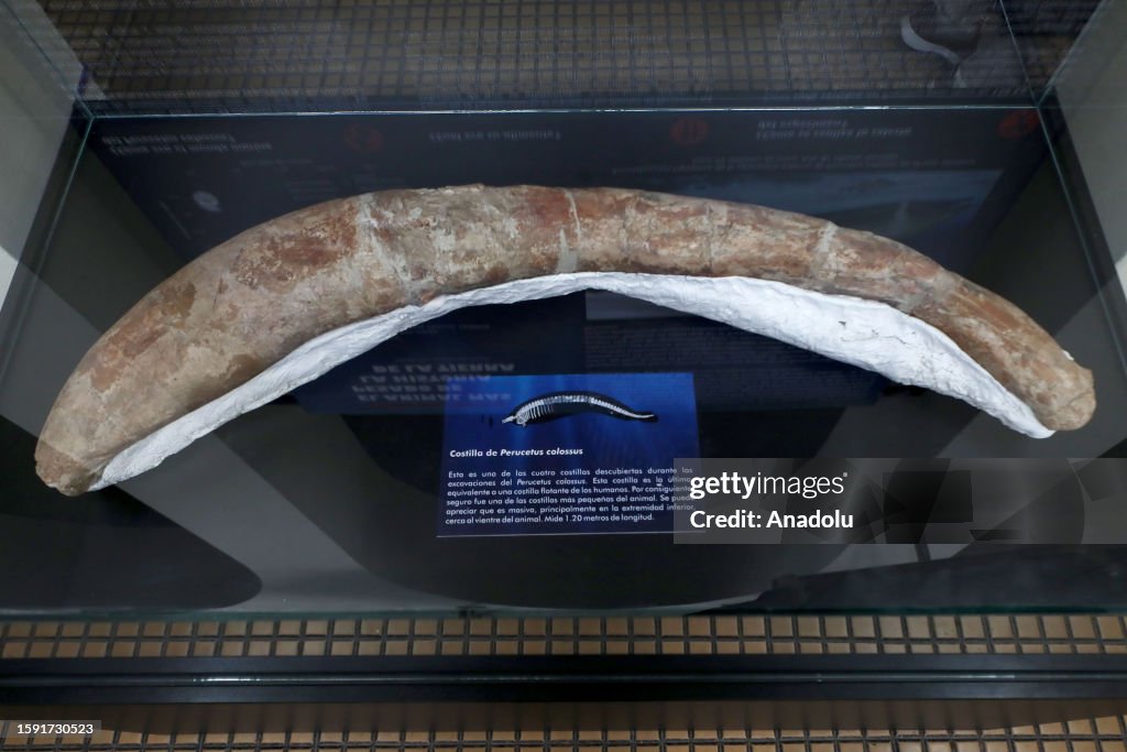 Colossus Remains A view of fossilized remains of the colossus Perucetus, a primitive ...
