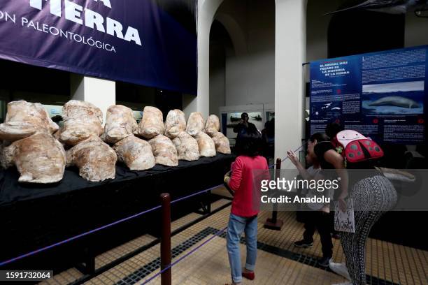 People visit the Natural History Museum to see the fossilized remains of the colossus Perucetus, a primitive cetacean belonging to the Basilosauridae...