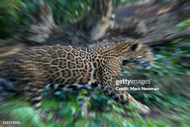 87 Jaguar Animal Running Photos and Premium High Res Pictures - Getty Images 87 Jaguar Animal Running Photos and Premium High Res Pictures - Getty Images