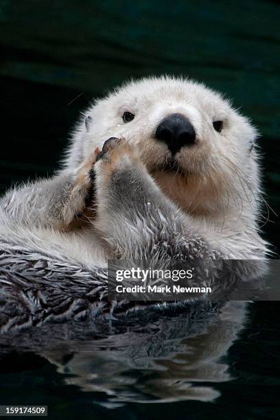 sea otter, closeup - sea otter 個照片及圖片檔