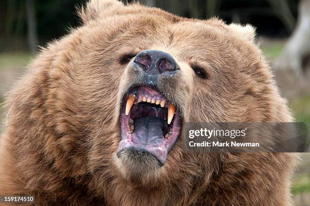 grizzly bear growling - intimidation stock pictures, royalty-free photos & images