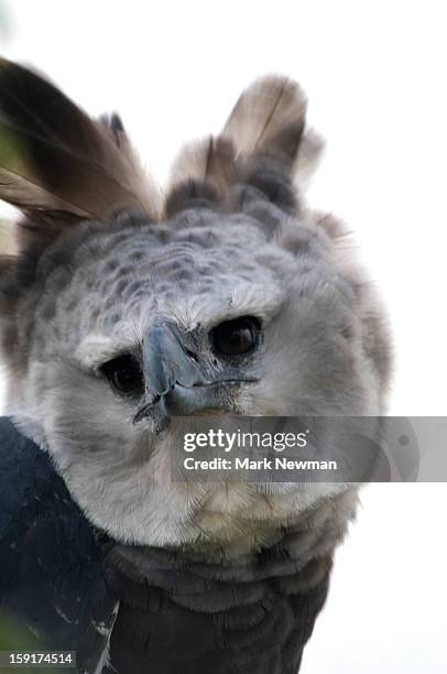 harpy eagle closeup - harpies stock pictures, royalty-free photos & images