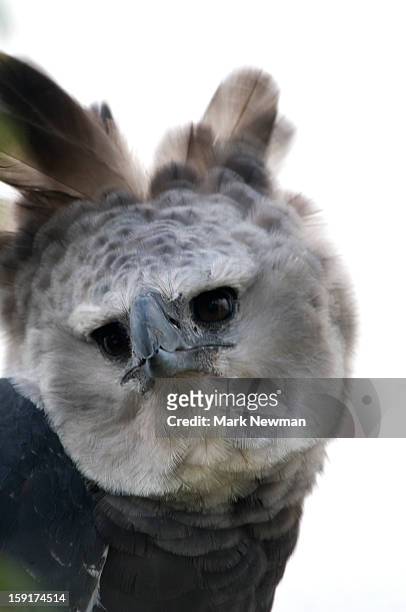 harpy eagle closeup - harpy eagle - fotografias e filmes do acervo