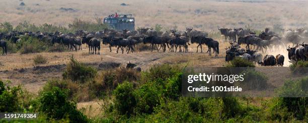 wildebeest antelopes near the mara river in masai mara at great migration - great migration stock pictures, royalty-free photos & images