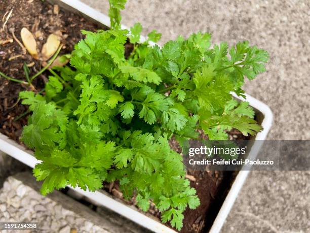 close-up of coriander plant at nidau - coentro imagens e fotografias de stock