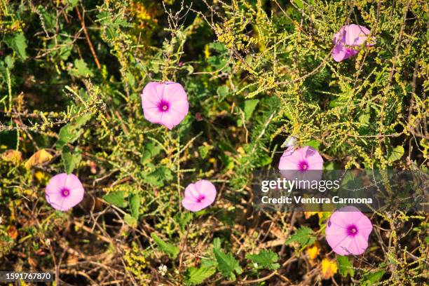 convolvulus althaeoides - morning glory stock pictures, royalty-free photos & images