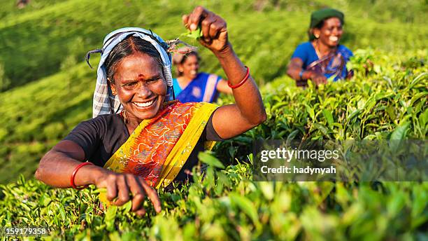 tamil musiker plucking teeblätter auf plantation, südlichen indien - india tea plantation stock-fotos und bilder