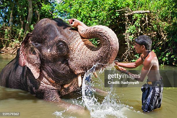 mahout bathing his elephant in the river - sri lanka elephant stock pictures, royalty-free photos & images