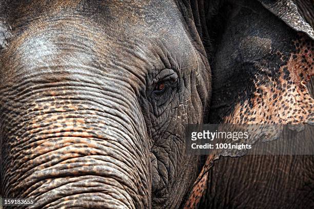 elefant in nahaufnahme - elephant face stock-fotos und bilder