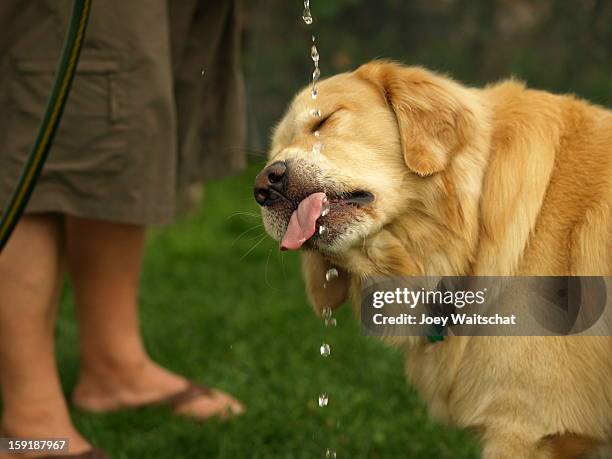 refreshing water drink - hose stock pictures, royalty-free photos & images