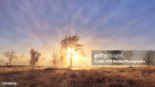 morning glory - ipswich queensland stock-fotos und bilder