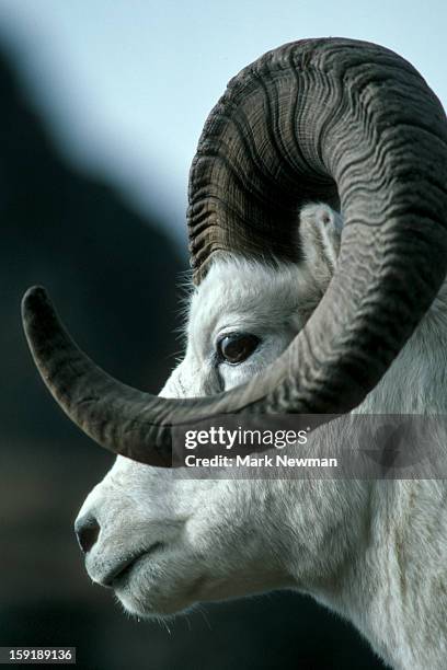 dall sheep ram - ram animal stock pictures, royalty-free photos & images