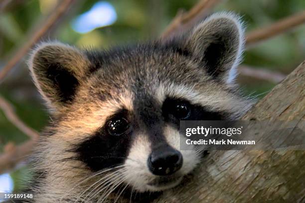 Cute Raccoon Roux 1,269 Cute Raccoons Stock Photos, High-Res Pictures, and Images - Getty ...