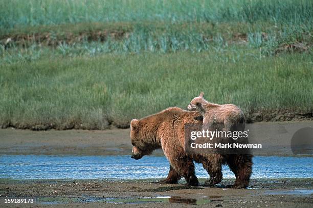 brown bear cub on mother's back - brown bear cub photos et images de collection