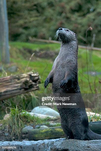 river otter standing upright - cute otter stock pictures, royalty-free photos & images