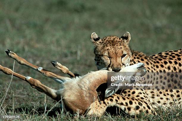 cheetah holding thompson's gazelle by neck - kenya newman stock-fotos und bilder