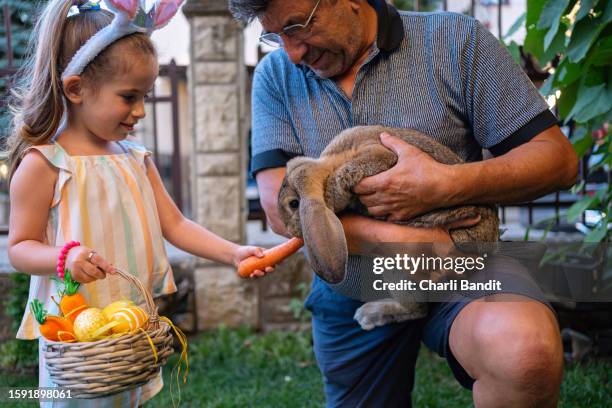 grandfather holding an rabbit while his granddaughter feeding him with carrot, during easter celebration - easter bunny man stockfoto's en -beelden