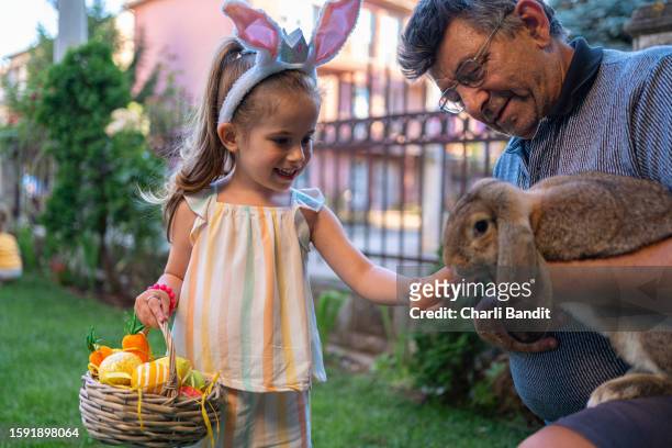 grandfather holding an rabbit while his granddaughter feeding him with carrot, during easter celebration - multi generational family with pet stock pictures, royalty-free photos & images