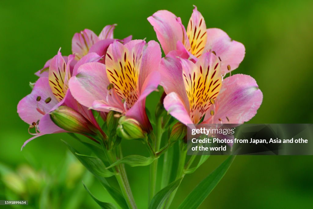 Alstroemeria/Peruvian Lily: Perennial Tuberous Plant with Attractive Trumpet-like Flowers