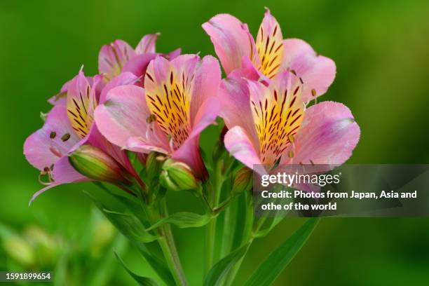 alstroemeria/peruvian lily: perennial tuberous plant with attractive trumpet-like flowers - alstromeria stock pictures, royalty-free photos & images