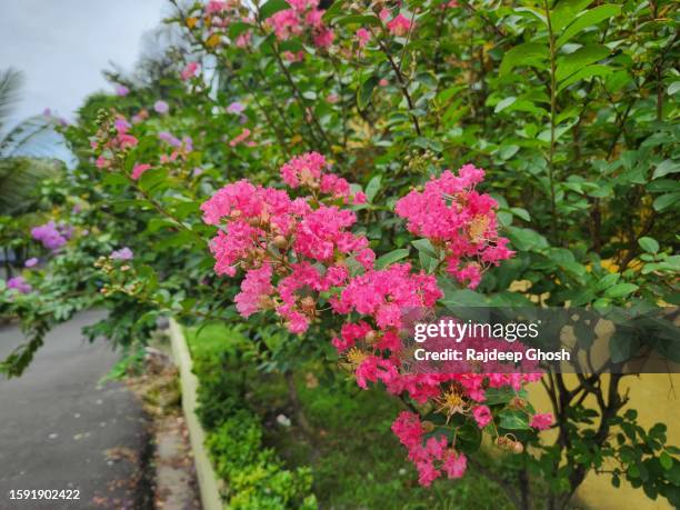 myrtle flower beside street garden - crape myrtle stock-fotos und bilder