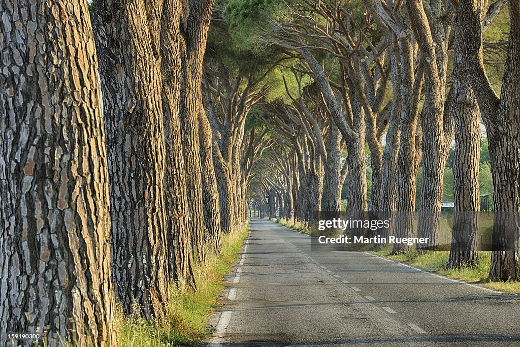 Avenue lined with pine trees.