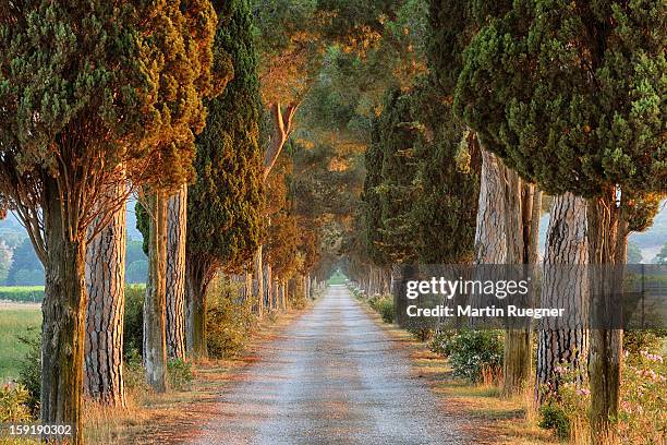 avenue (track) lined with pine trees, sunrise. - avenue stock pictures, royalty-free photos & images