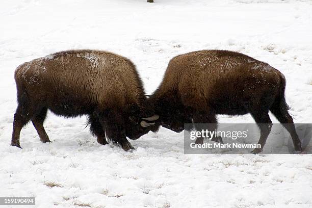 two bison fighting - butting stock pictures, royalty-free photos & images