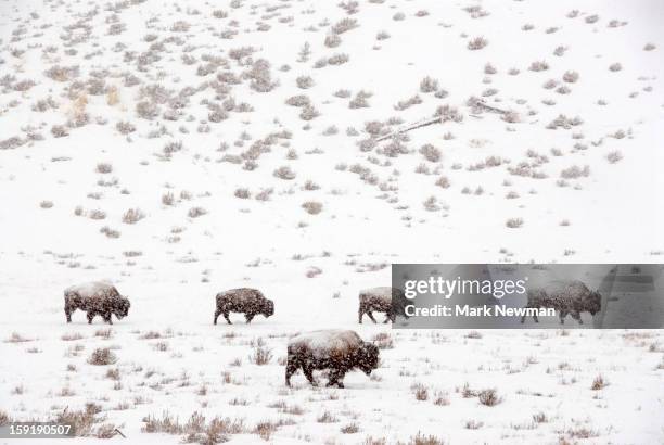 bison herd in snowstorm - american bison stock-fotos und bilder