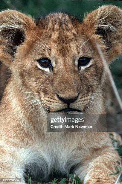 lion baby portrait - kenya newman stock-fotos und bilder