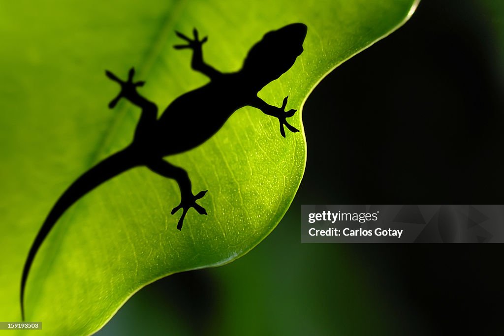 Leaf Gecko