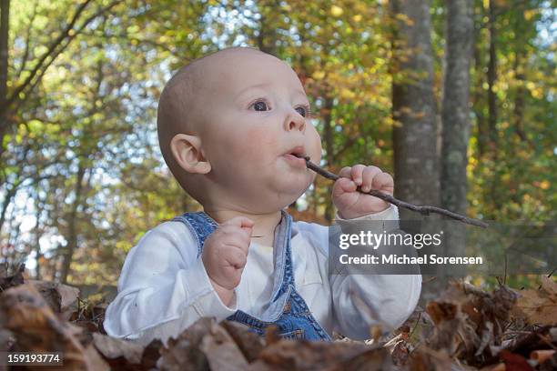 baby chews a stick in leaves - michael virtue stock pictures, royalty-free photos & images