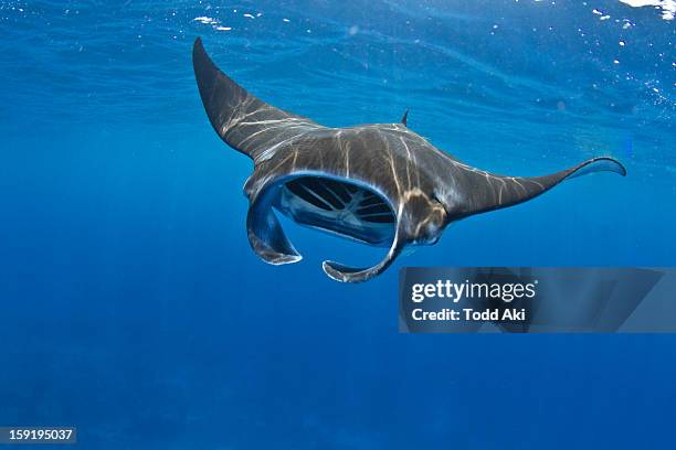 manta ray feeding in kona, hawaii - manta ray stock pictures, royalty-free photos & images