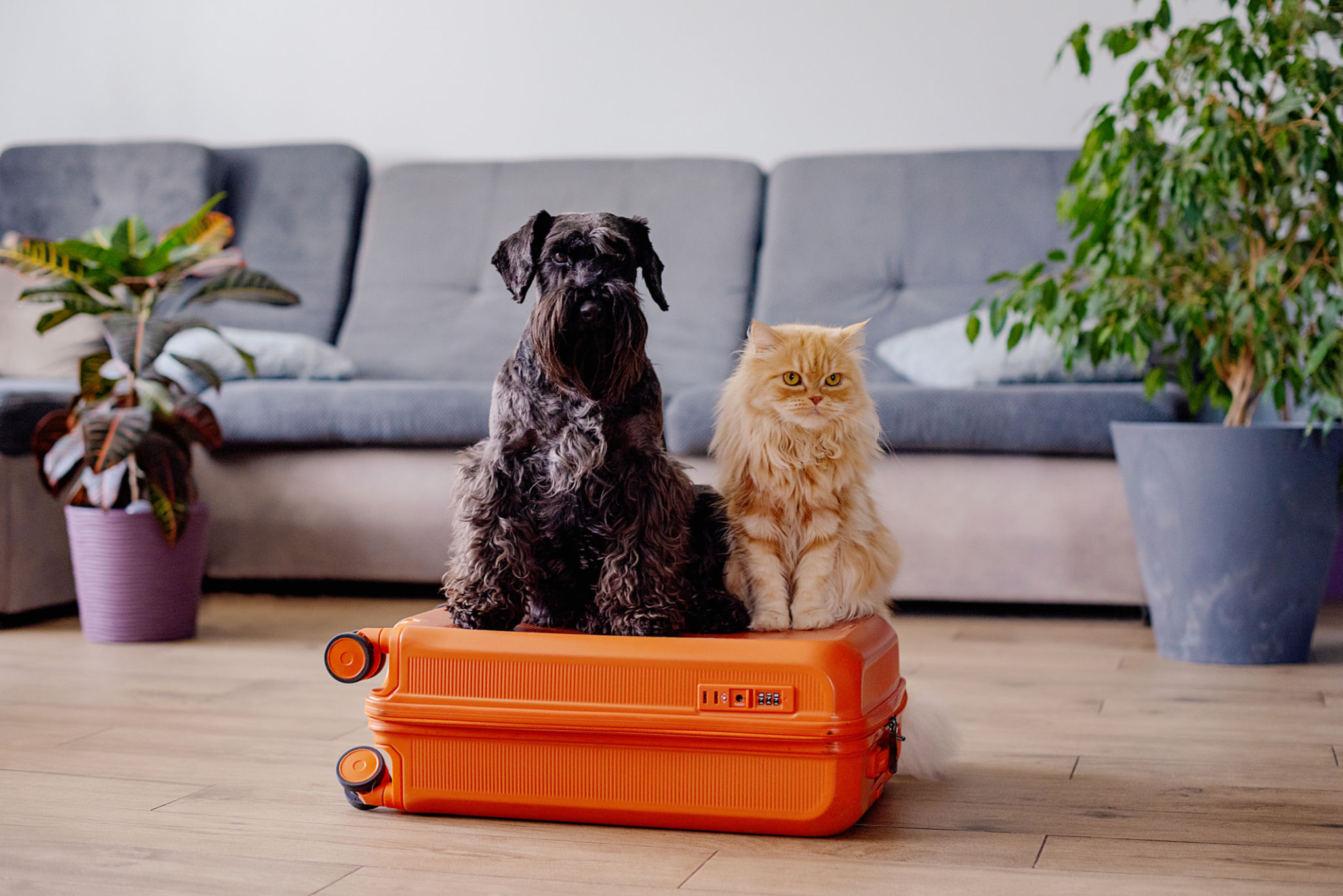 Travel concept with funny dog and cat sitting on suitcase. life with animals concept - wanderlust people traveling the world Travel concept with funny dog and cat sitting on suitcase. life with animals concept - wanderlust people traveling the world