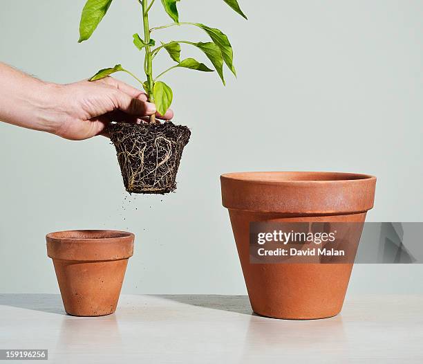 plant being transferred to a bigger pot - flower pot stock-fotos und bilder