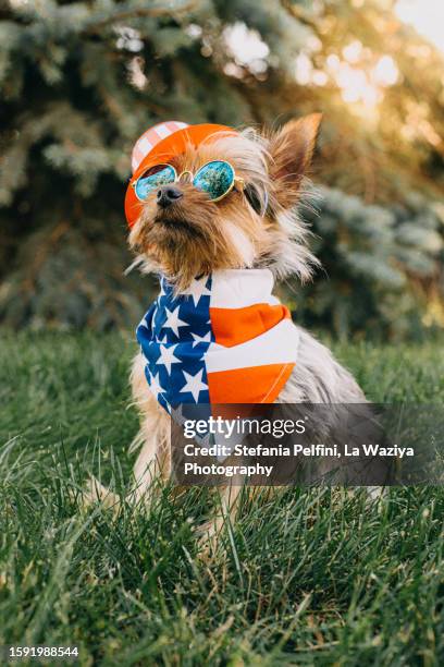 chihuahua dog with cool attitude - american flag small stock pictures, royalty-free photos & images