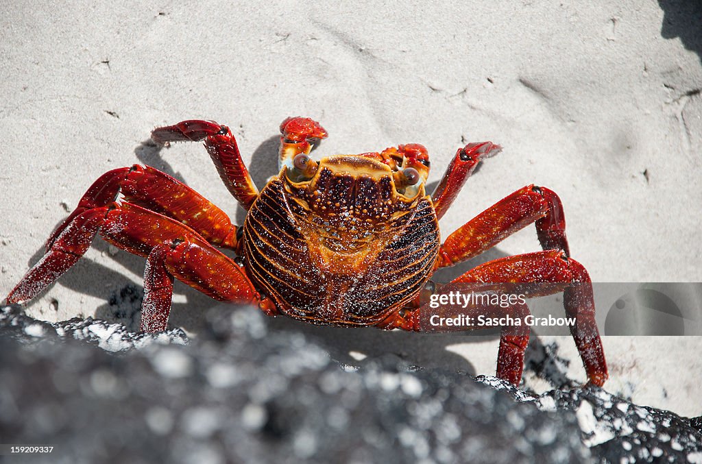 Sally Lightfoot Crab