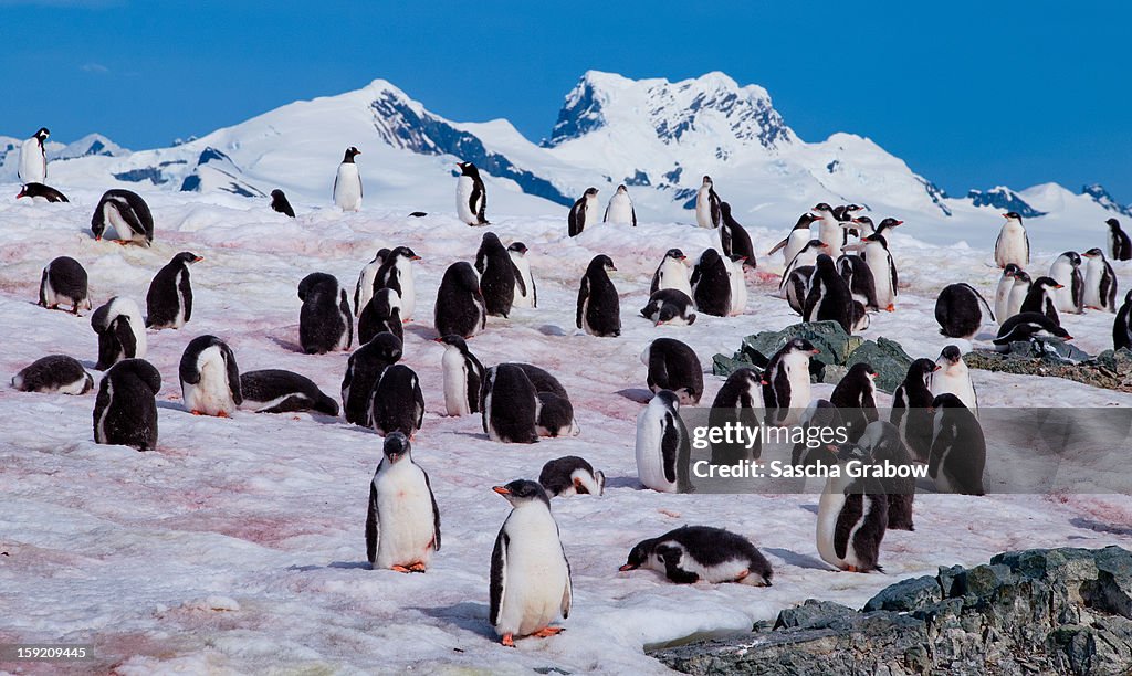 Penguin Colony - Antarctica