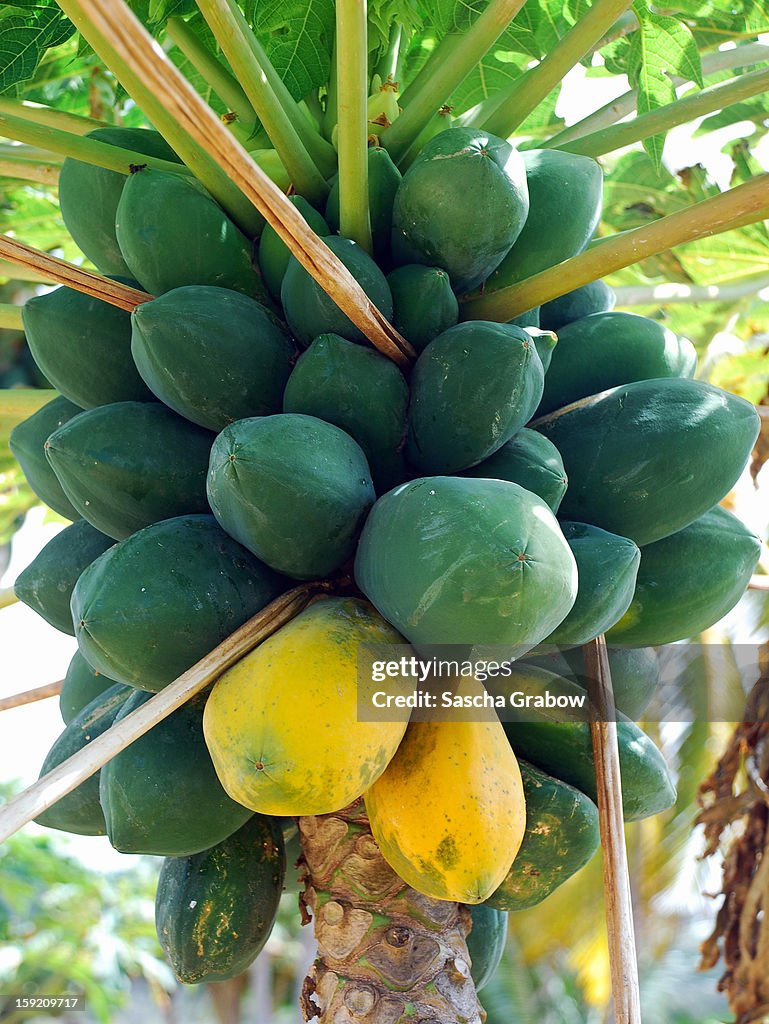 Papaya Tree & Fruits