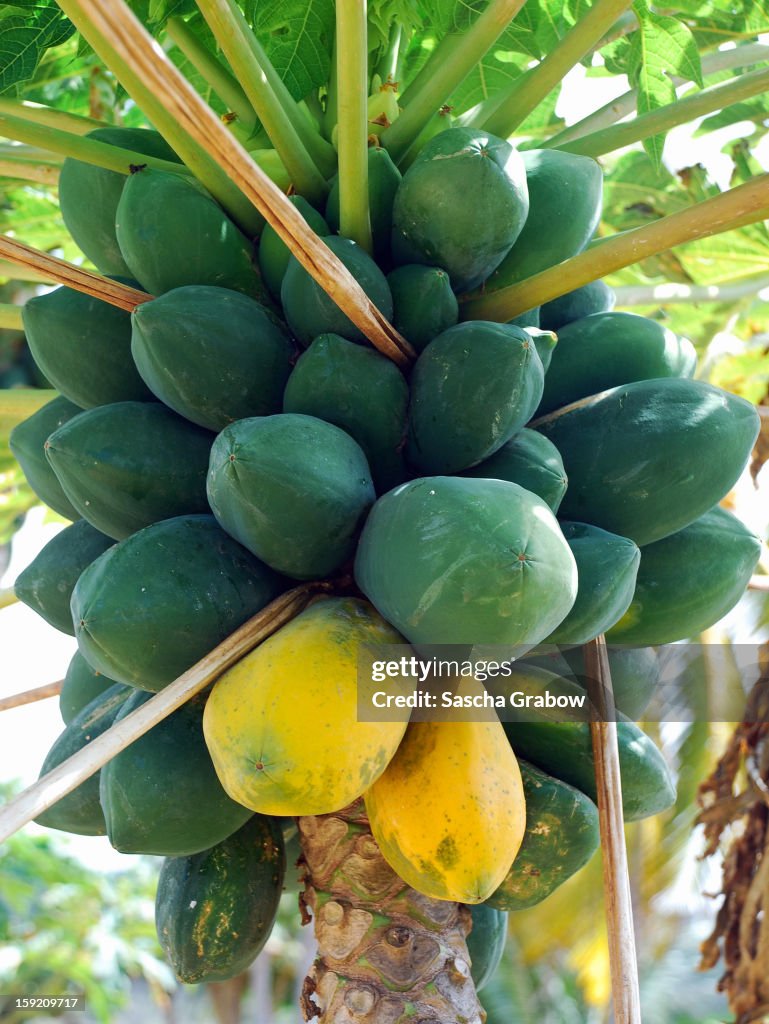 Papaya Tree & Fruits