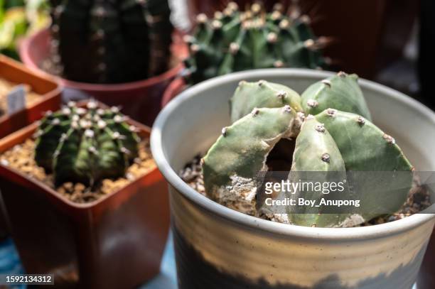 dead astrophytum myriostigma cactus explode from inside caused of rotting. - dying houseplant stock pictures, royalty-free photos & images