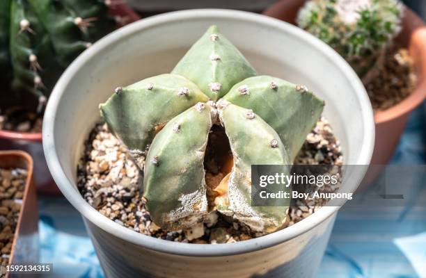 close up of dead astrophytum myriostigma cactus explode from inside caused of rotting. - dying houseplant stock pictures, royalty-free photos & images