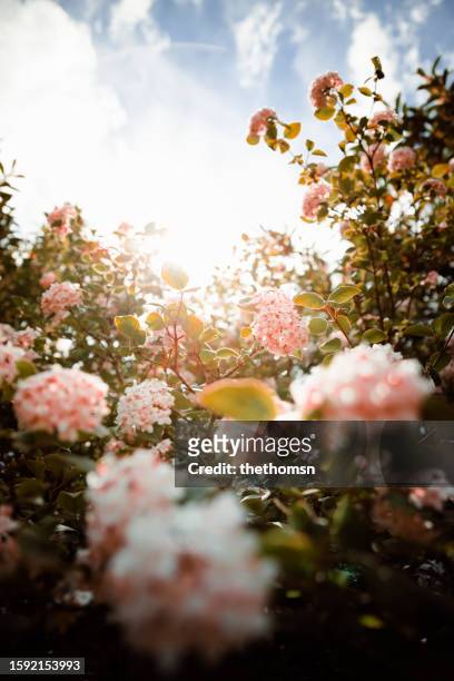 viburnum carlesii in bloom against sunlight - viburnum stock pictures, royalty-free photos & images