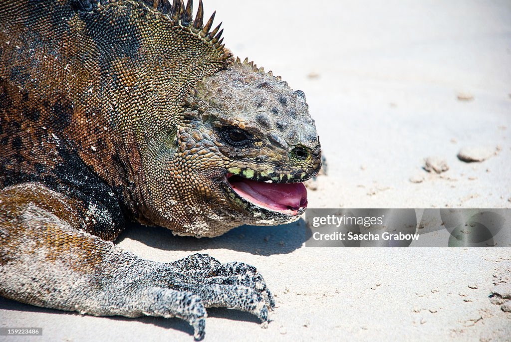 Attacking Iguana - Galapagos