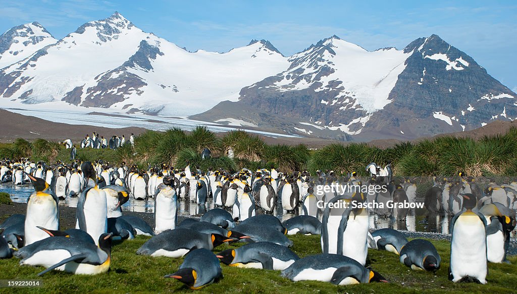 King Penguin Colony